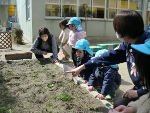 花壇でチューリップの芽を見つけて春を感じています。