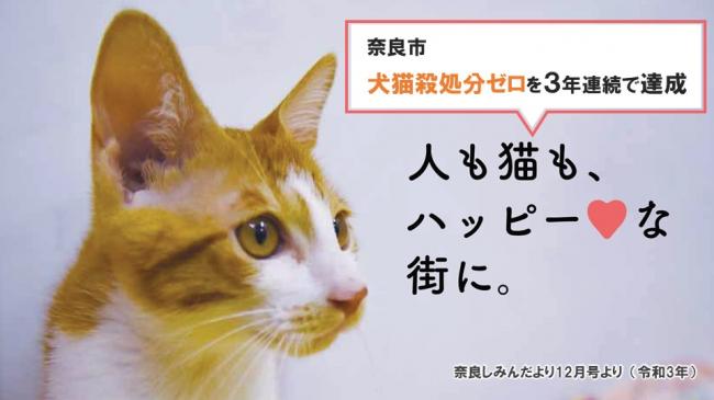 猫の画像（しみんだよりより）