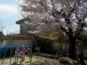 ブランコ桜の木下で