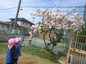 3歳児　園庭で花見