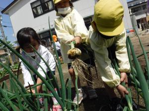 タマネギの収穫。