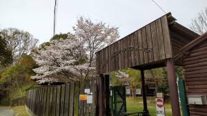 桜の画像