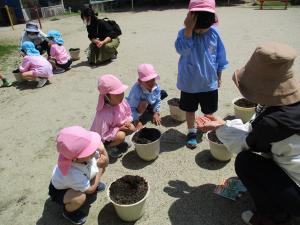 風船かずらの種を植えているところ