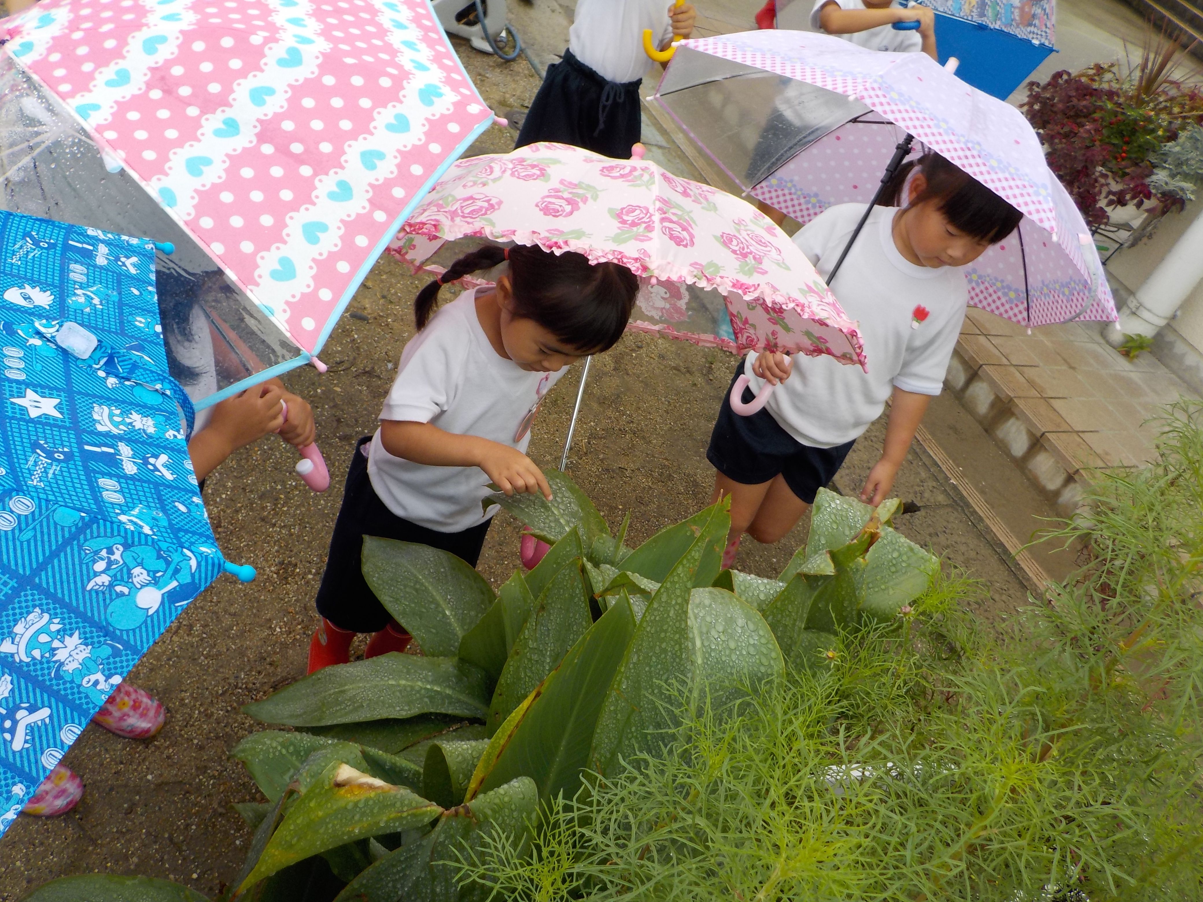 雨の日散歩