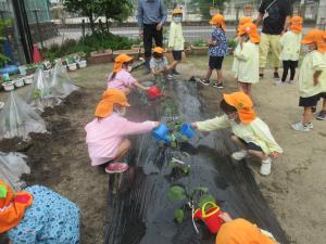 水やりをしています