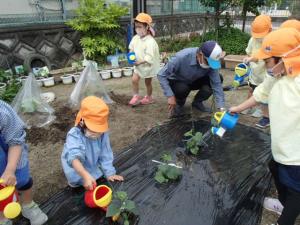 水やりをしています