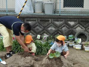 カボチャを植えています