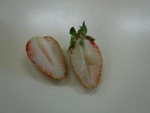 イチゴの断面図です