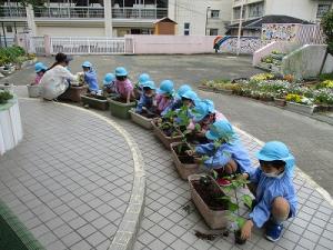 野菜植え