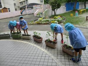 野菜植え