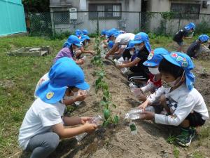 ４歳児が夏野菜の苗を植えました。