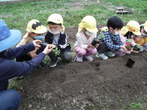 5歳児が夏野菜の苗を植えました。