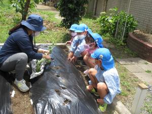 植え方を聞いている5歳児