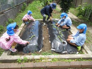 ていねいに植えている5歳児