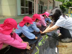 サツマイモの苗を植えている4歳児