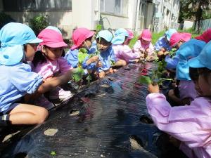 サツマイモの苗植え