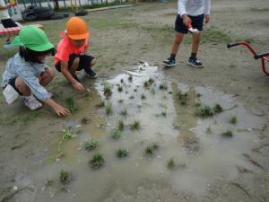 園庭で田植えごっこをしているところ