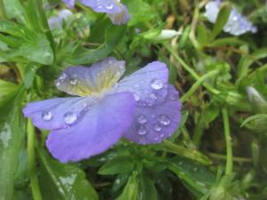 花についてるしずくは紫色？！