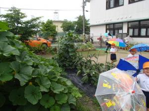 雨の畑