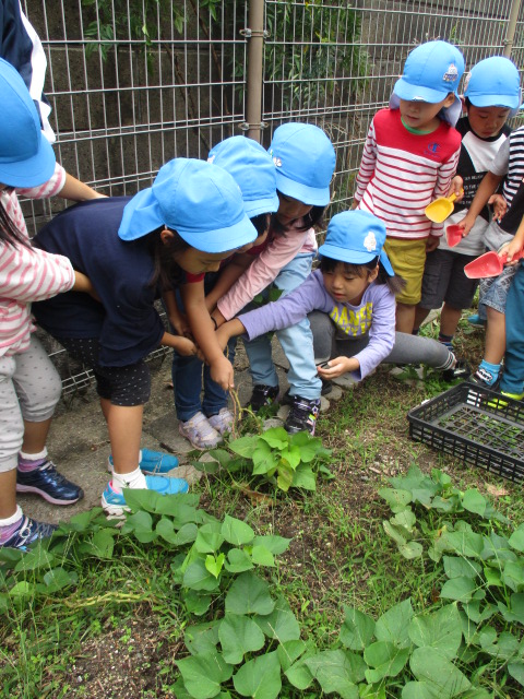 いもほりをする5歳児
