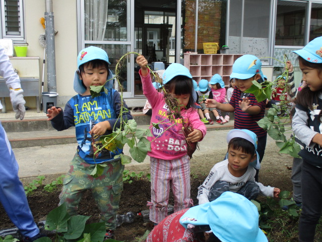 いもほりをする3歳児