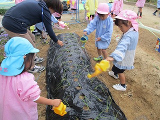 水やり