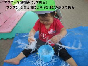 マロニー