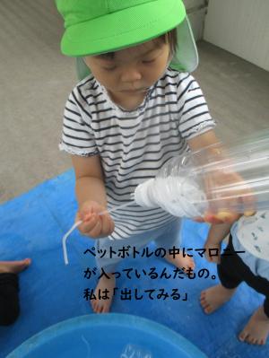 マロニー