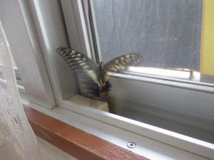 きあげは