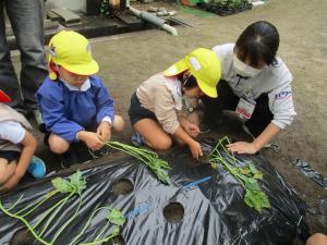 サツマイモの苗植え