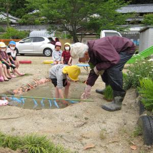 田植えの様子