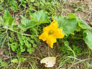 かぼちゃの花