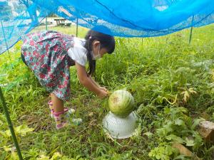 🍉すいかの収穫3つ目