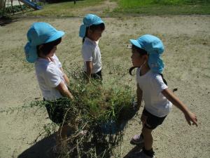 5歳児　草を運んでいるところ