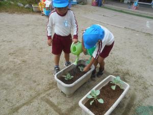 ブロッコリーを植える