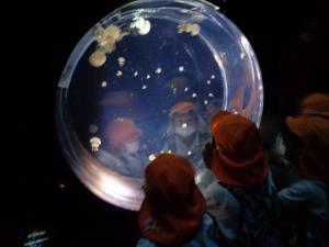4歳児　クラゲを見ています