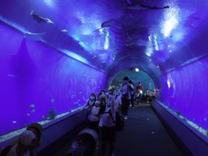 水槽のトンネルをくぐっています