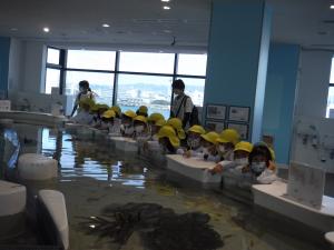小さな魚を見ています