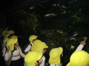 熱帯魚を見ています