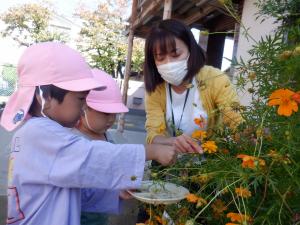 3歳児が園長先生とキバナコスモスの種取りをしています。