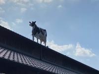 植村牧場