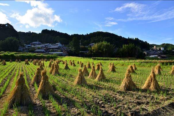 田の風景