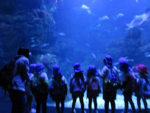 水槽の中を見ている子ども達