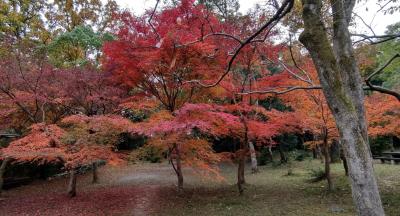 紅葉の画像