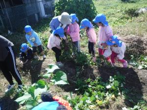 4歳児が芋ほりをしています。