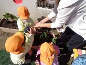 いちごの苗を植えています