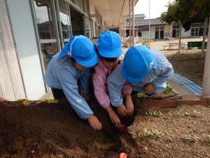 芋を探している5歳児