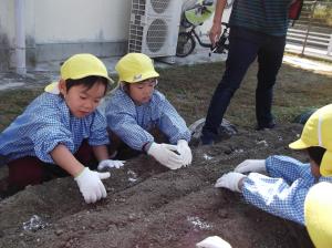 タマネギ植え