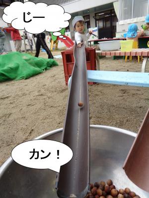 どんぐり