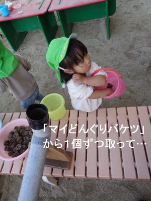 どんぐり